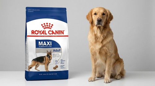 Royal Canin breed-specific dog food beside a Golden Retriever — top European dog food brand 2026