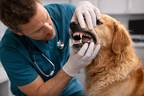 Veterinarian examining a dog's teeth and mouth for dental pain